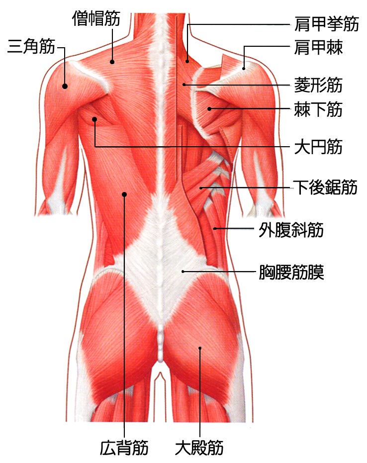 背中の痛みの治療 東京都中央区入船 サンメディカル鍼灸整骨院